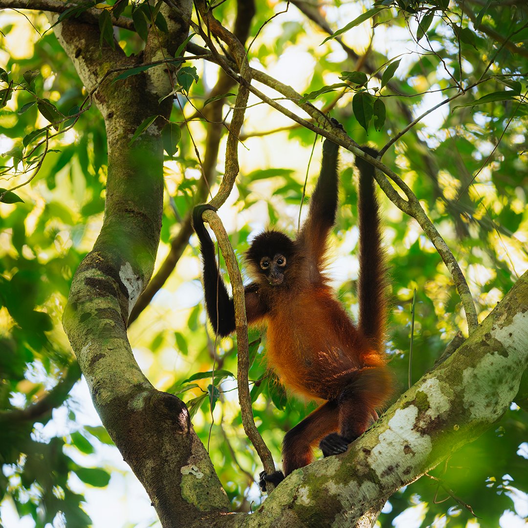 Nos passagers partent en expédition dans la jungle costaricaine et observent un pélican brun, un singe araignée ou même un lézard basilic s’ils ouvrent bien leurs yeux. 📸© PONANT - Julien Fabro #PONANT #Faune #CostaRica #Expédition