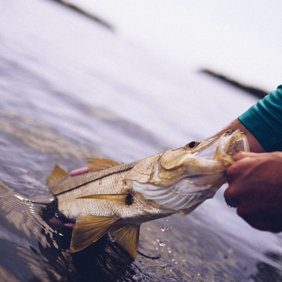 Recreational harvest of snook for Florida’s west coast opens March 1st.  #FloridaFishing #SnookSeason #FishFlorida ow.ly/U9AB50QJu9N