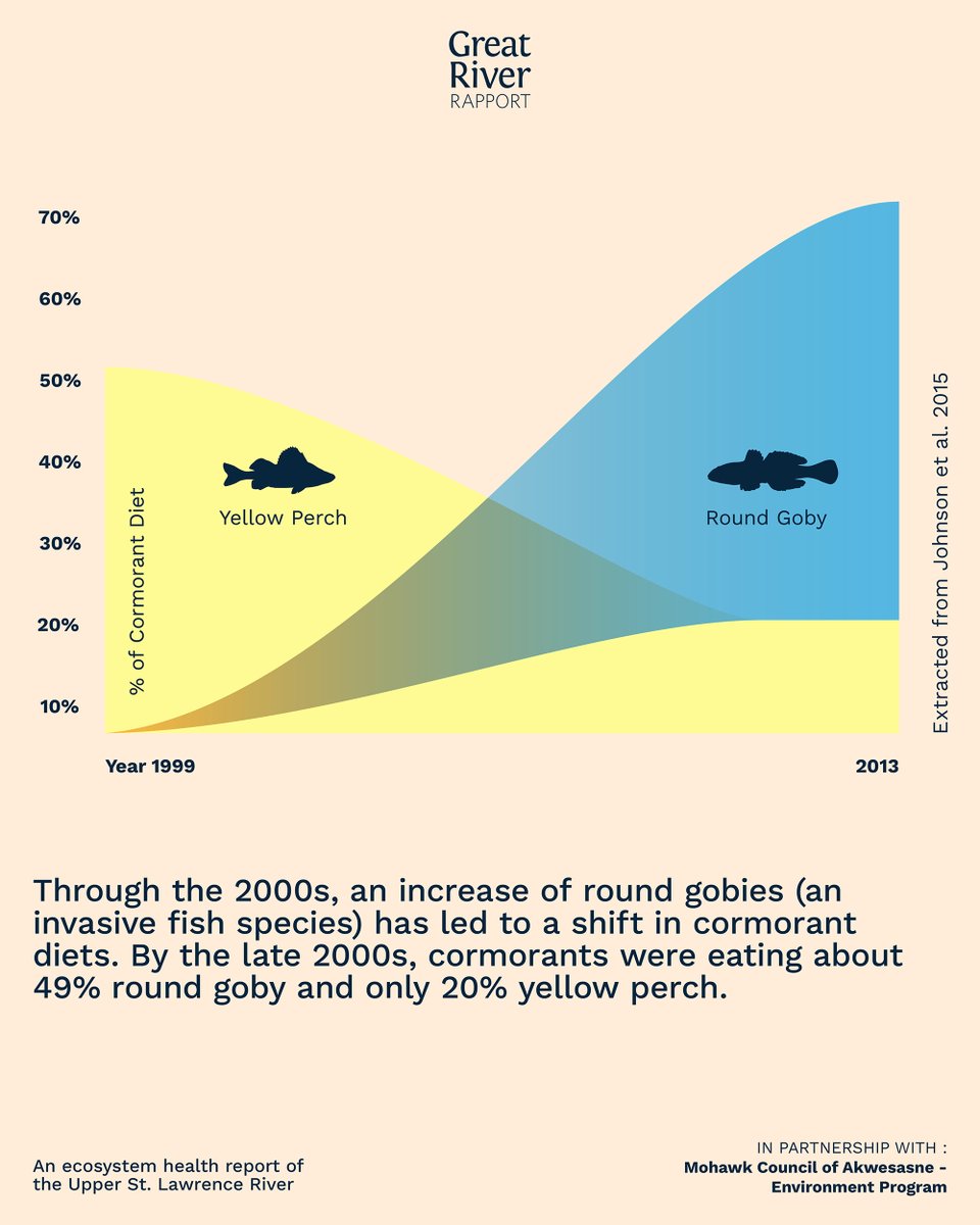 Community members asked us to look into the impact of cormorants on yellow perch populations, and what we found was a bit of a surprise! 

Take a deep dive into the yellow perch indicator on our website 👇 loom.ly/pF2XMRM
#YellowPerch