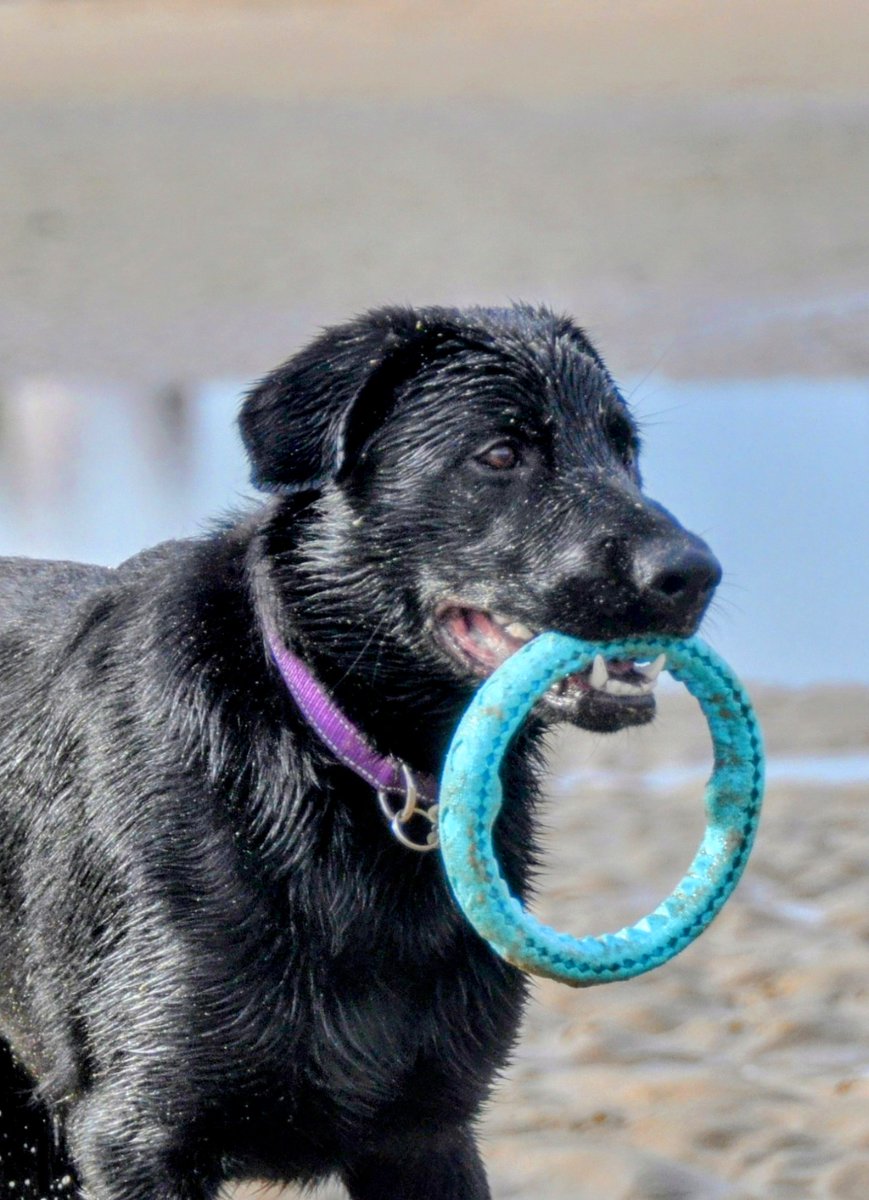 Heerlijk naar het Strand geweest,  met Echo pup in opleiding voor <a href="/KNGFGeleidehond/">KNGF Geleidehonden</a> #puppypleegezin #genieten