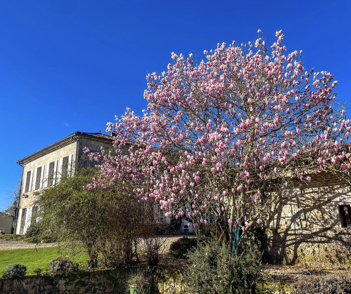 Magnolia tree bringing the colour 😍🎨🍷

#magnolia #vineyardlifestyle #vineyard #vineyards #meaumemoments #lifestyle #winerylovers #winery #wine #winelovers #winecountry #vino #wein #chateaulife #winelife #bordeauxvineyard #winelover #winetasting #bordeauxwine #vineyardviews