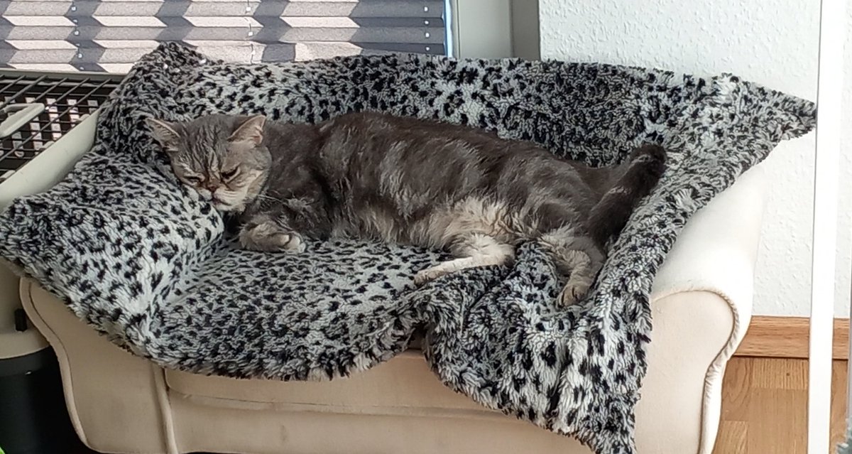 KKillerblick's tweet photo. Ich mach's mir, sonntags, mal wieder, auf MEINER eigenen Couch gemütlich 😼...soll mich bloß keiner stören, dabei 😼! #katze #katzen #cats https://t.co/FjOmUzmZBF