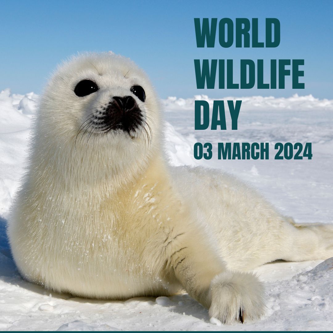 Happy #WorldWildlifeDay. Did you know satellites 🛰️ can help us understand more about seal populations, and also the effects of global warming on Antarctica and its unique wildlife. Check out this inspiring project @PolarPrem #SealsFromSpace 🦭wwf.org.uk/updates/seals-…