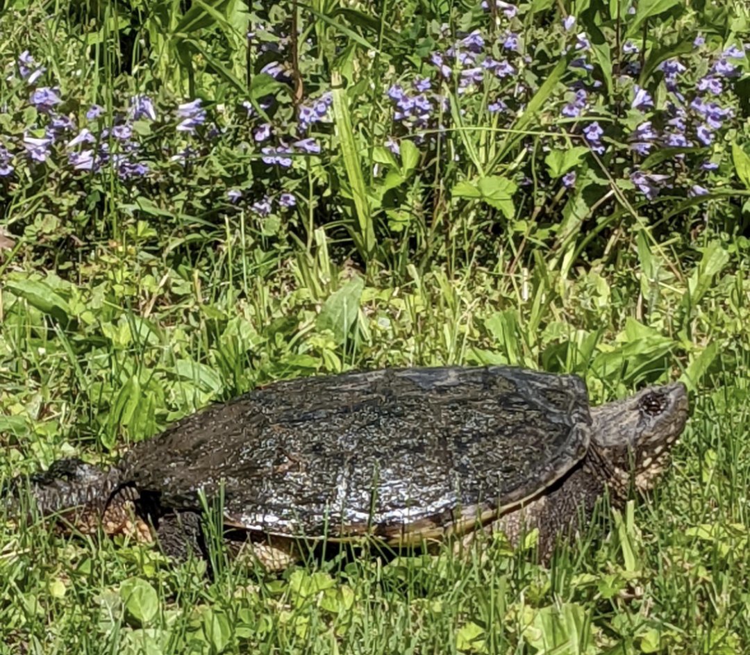cathmiller01's tweet image. It's #WorldWildlifeDay 

Did you know?

🇨🇦 southernmost inhabited island is just over 20% formally protected with about 32% of our island under natural cover.

🐍Pelee Island is home to 217 rare or endangered species.

#peleeisland