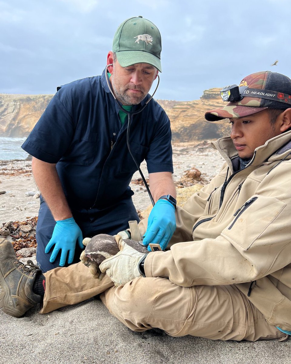 brookfield_zoo's tweet image. Happy #WorldWildlifeDay! Here at Brookfield Zoo Chicago, we strive to connect communities to conservation all around the world. Learn more about our critical conservation work with Humboldt penguins in Peru and our role in the Punta San Juan program at brookfieldzoo.org/PuntaSanJuanBl….