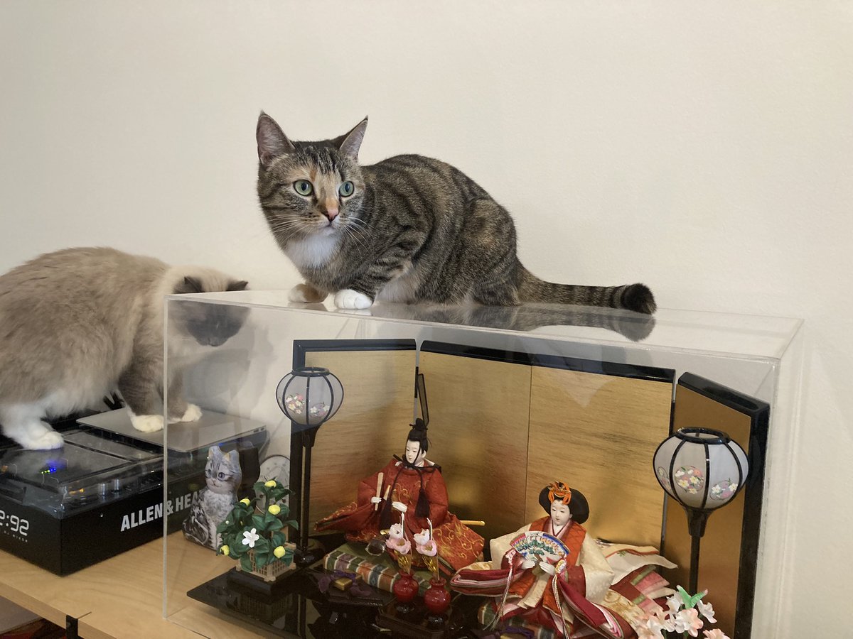 ANB_STUDIO's tweet photo. 私たちが主役ですにゃ

#猫のいる幸せ https://t.co/zoslxHJABb