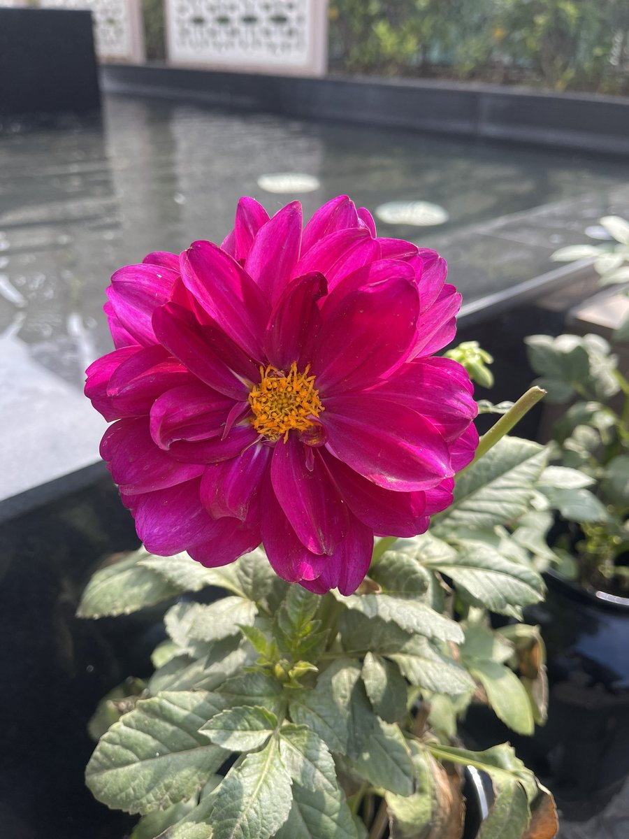 pampereira9's tweet image. Dahlia

#coloursofspring #dilli