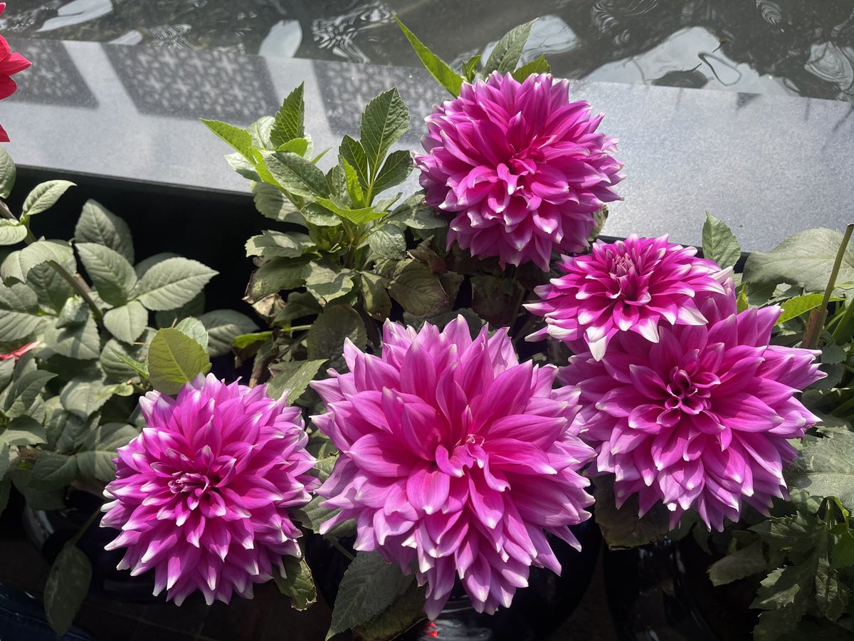 pampereira9's tweet image. Dahlia

#coloursofspring #dilli