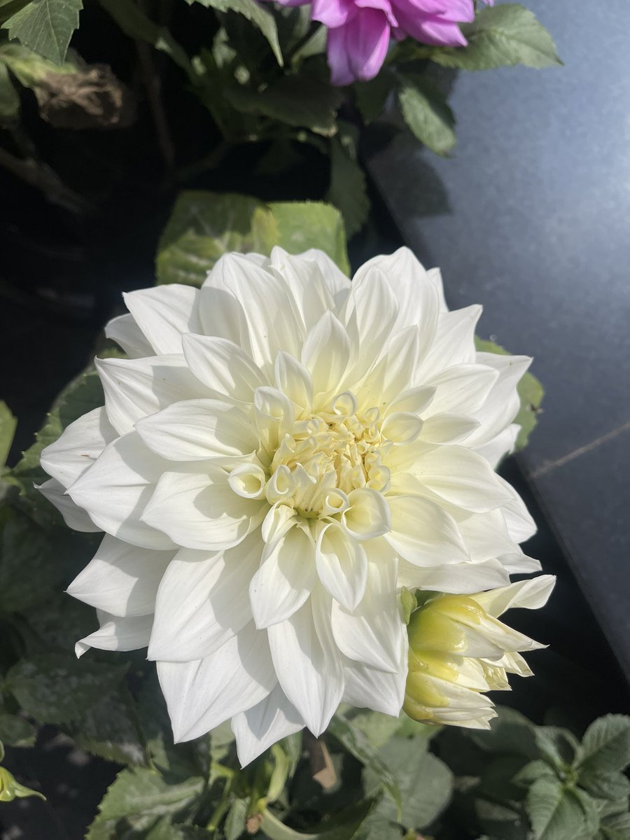 pampereira9's tweet image. Dahlia

#coloursofspring #dilli