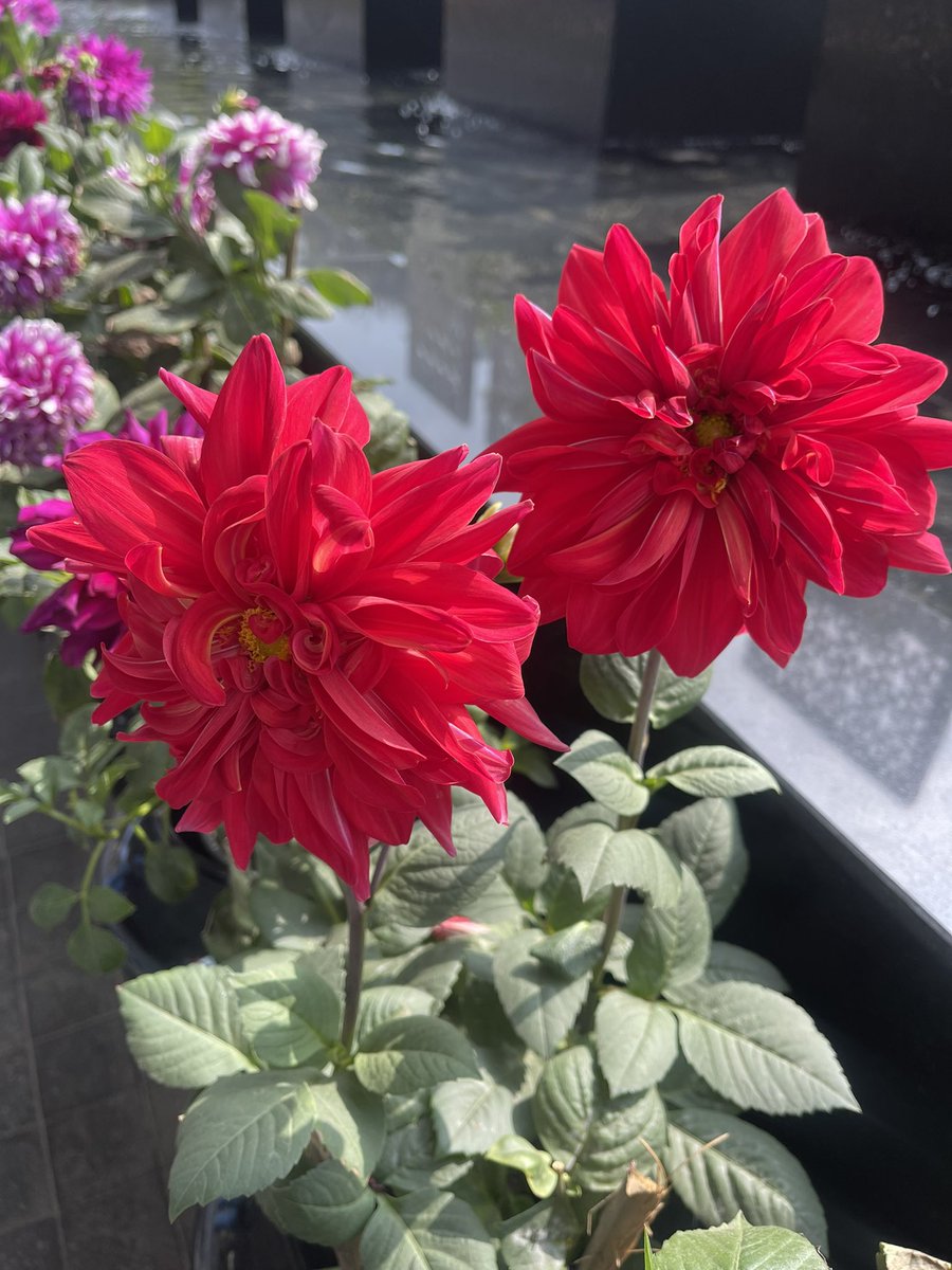 pampereira9's tweet image. Dahlia

#coloursofspring #dilli