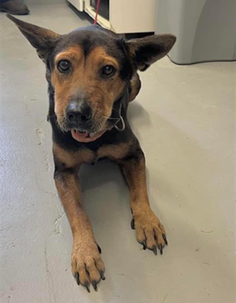 TINKER BELLE #A364106 with her adorable little ears,is worried because Monday 3/4 she will b KILLED if WE don't save her! She's a tender,easy going sweetheart that will love u forever if u save her precious life.PLZ #ADOPT #FOSTER OR #PLEDGE TO ATTRACT A RESCUE 🛟 #CorpusChristi