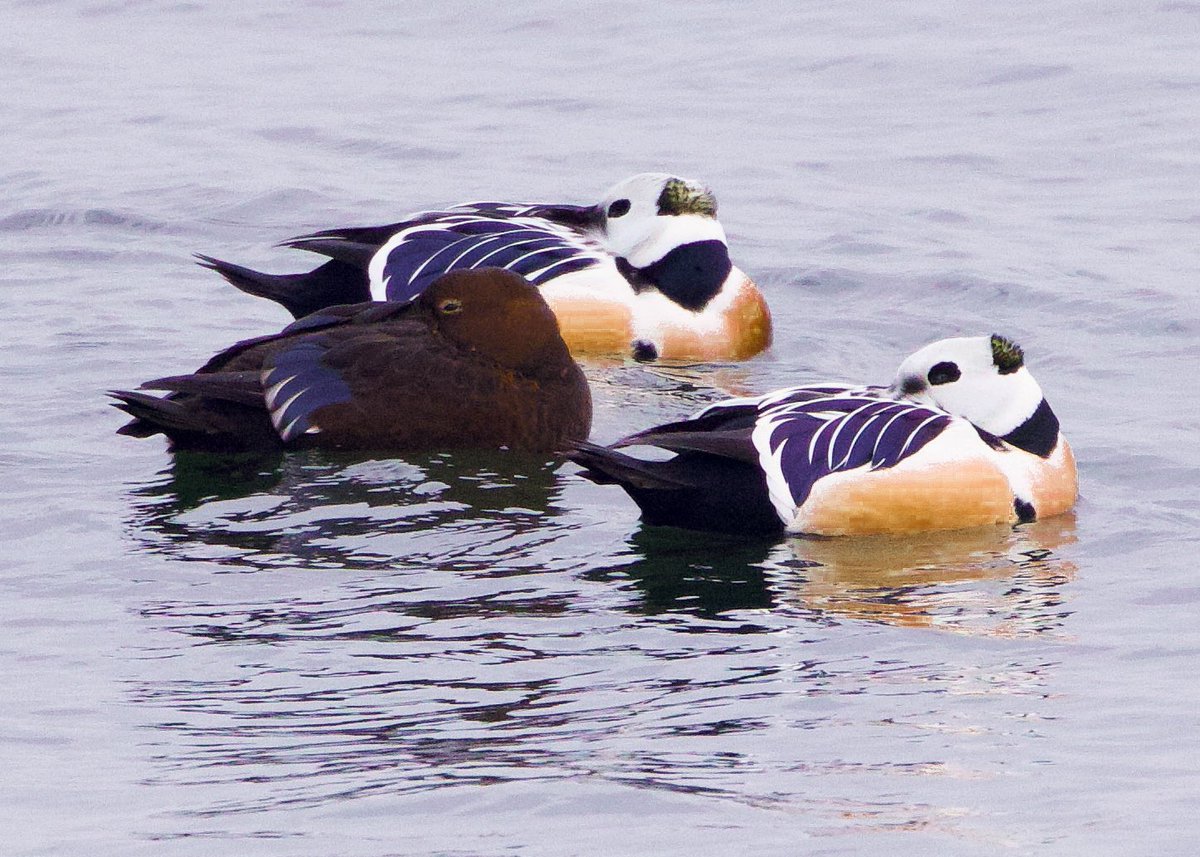 Nathaniel Dargue tweet media