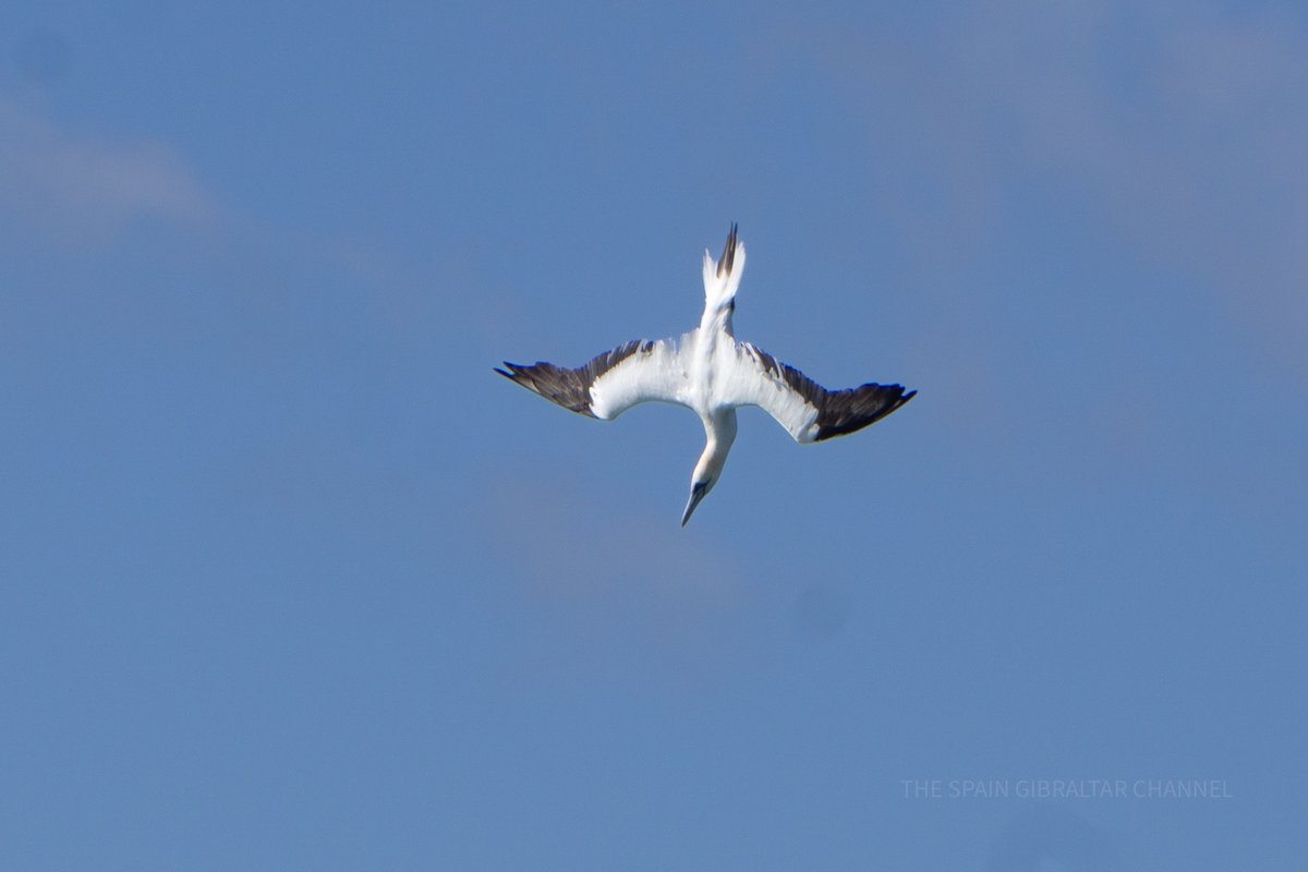 I finally did it!!!
Northern Gannet diving off the coasts of Spain and Gibraltar.  
03 March 2024
They were really close this time, and its amazing the 'smacking' sound they make when they hit the water!
#northerngannet #birds #birdwatching