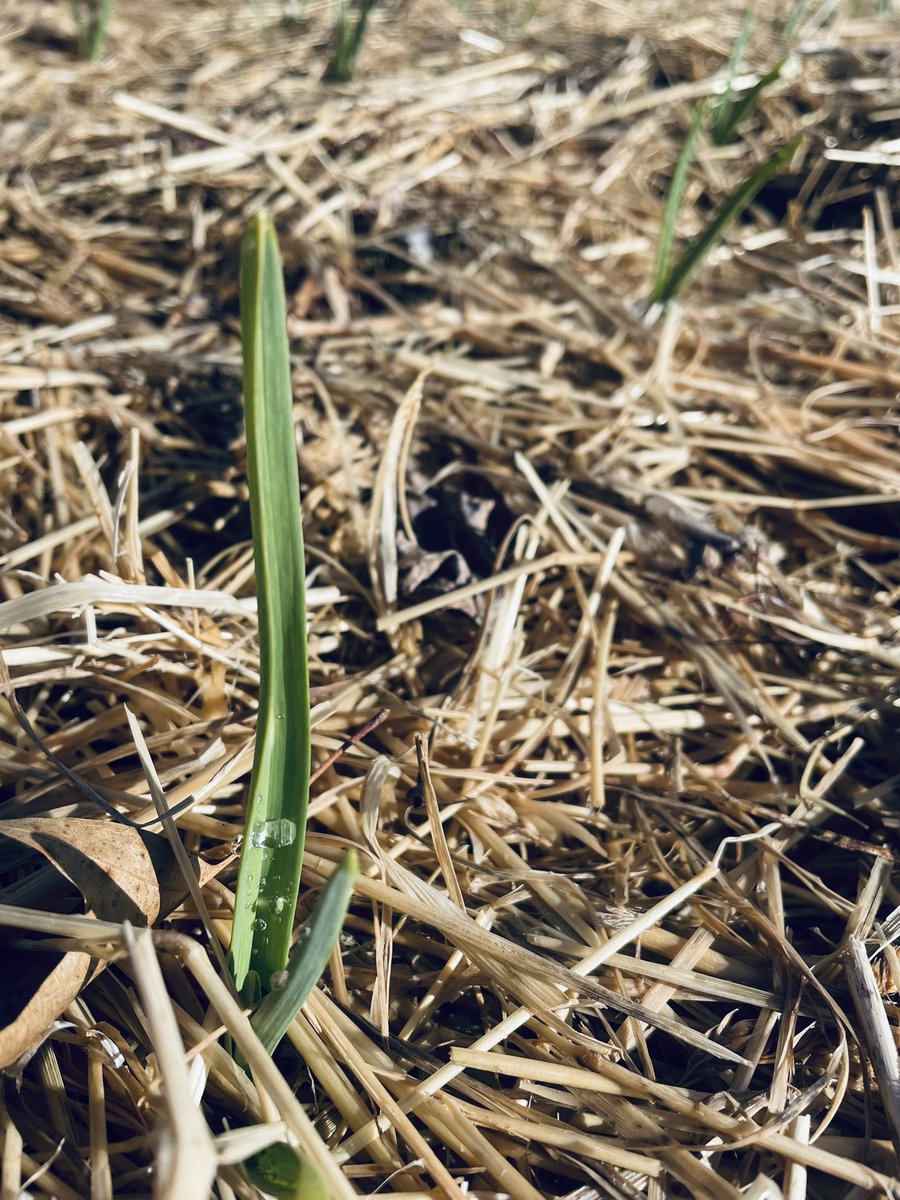 Garlic is starting to make waves now with the temperatures warming up… This is Siberian a hardneck variety. 🧄🤌🚀 #Garlic #HudsonValley