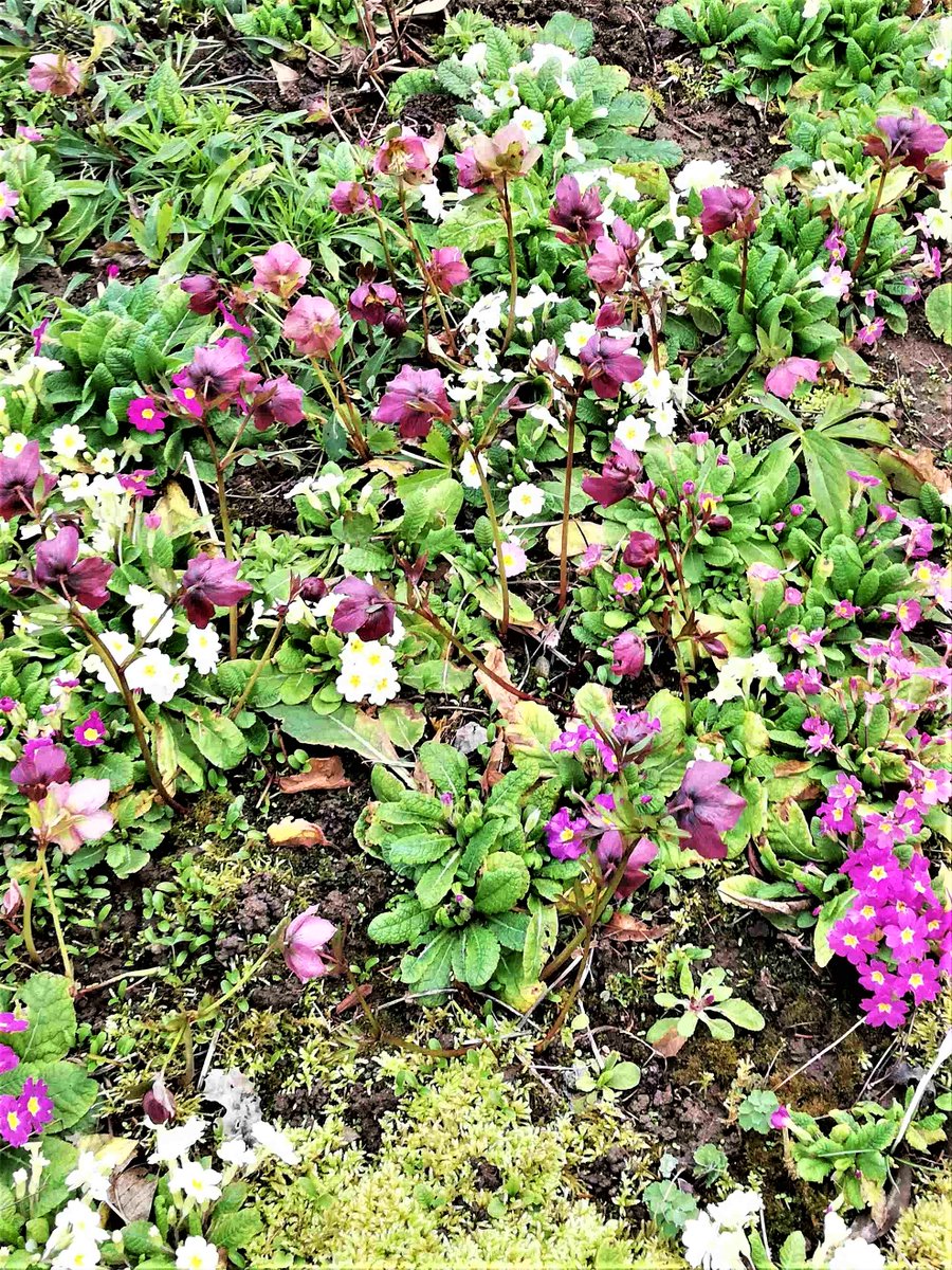 HSderSchreiber's tweet photo. Im herrlichen #Garten einer 87-Jährigen gesehen (die Tochter hilft ihr bei der Pflege). Hunderte #Primeln sind zu sehen, aber auch #Christrosen und #Schneeglöckchen. Welch ein schöner Anblick. https://t.co/mfNJTXd83S