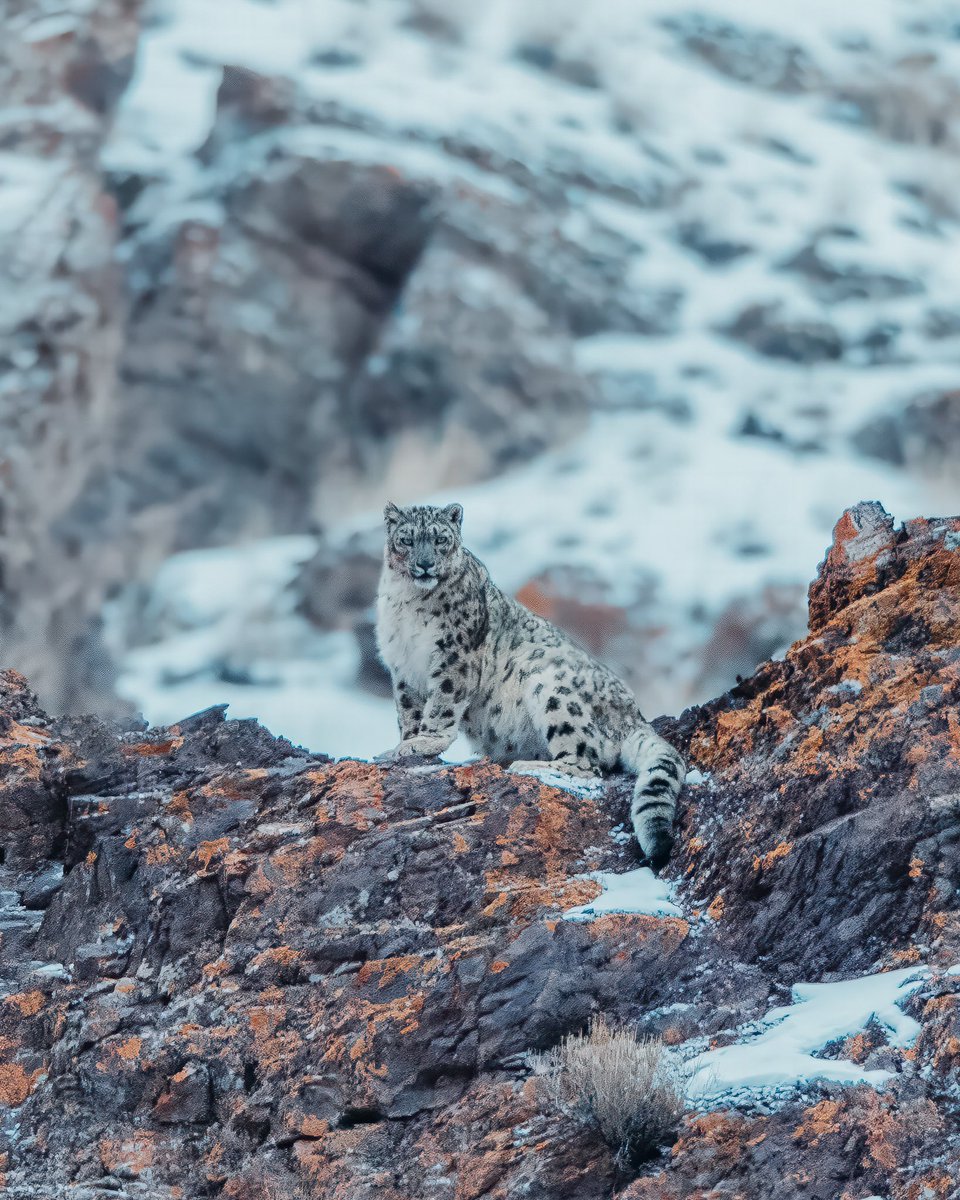 World Wildlife Day #snowleopard #WorldWildlifeDay #WorldWildlifeDay2024 #Ladakh