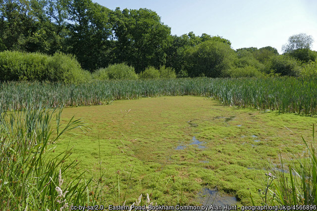 🦋@LNHSoc outing to Bookham Commons Survey🦉 On Saturday 9 March 2024 10:30am-3:00pm Everyone is welcome to come along to this self-led meeting and take part in this long-running study More info@ lnhs.org.uk/index.php/acti…