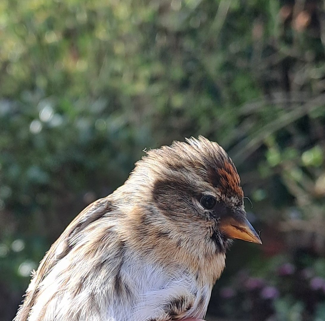 Beautiful morning for ringing today near Gibside. 100+ siskins caught with just two nets and within two hours. We got a few redpolls too! I love #birds!