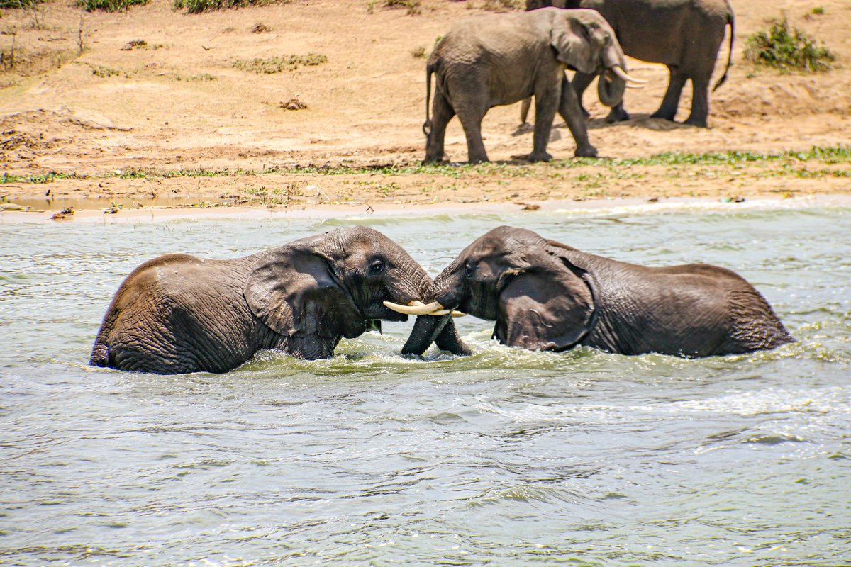 donkasule256's tweet photo. Today, Uganda joins the world today in celebrating #WorldWildlifeDay under the theme: “Connecting people and planet, Exploring Digital Innovations in Wildlife Conservation ,your can visit Uganda using @UG_Airlines and explore the beauty of the pearl of Africa . https://t.co/jcSao5eCn2