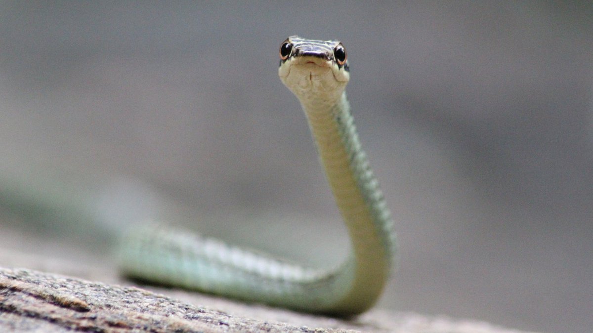 Snakes are critically important animals for our world:

🌿 Snakes play an integral role in maintaining balance in the ecosystem
🐁 Snakes serve as a natural form of pest control
☣️ Snake venoms are used to make life-saving pharmaceuticals

#WorldWildlifeDay #SaveTheSnakes