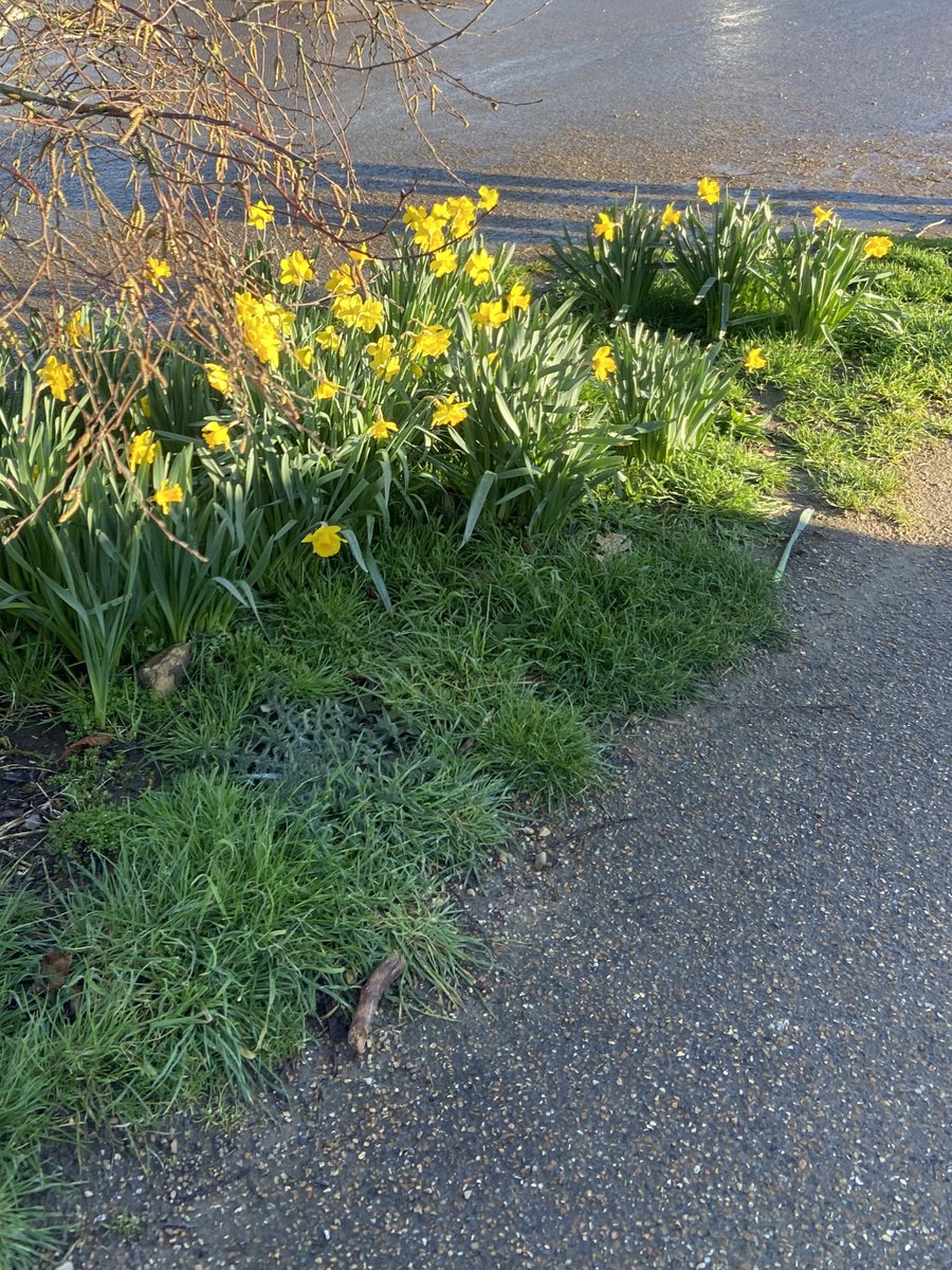 Small signs that spring is coming!🌼✨