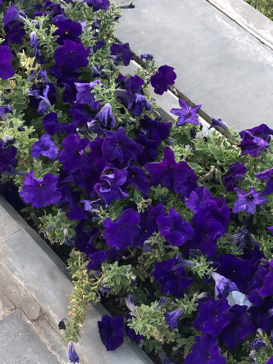 عشوائيات اليوم
 كانت الخطة ابدا مذاكرة تحصيلي بس الطلعه جت انقاذ عشان يتم تاجيل المذاكرة لبكرة