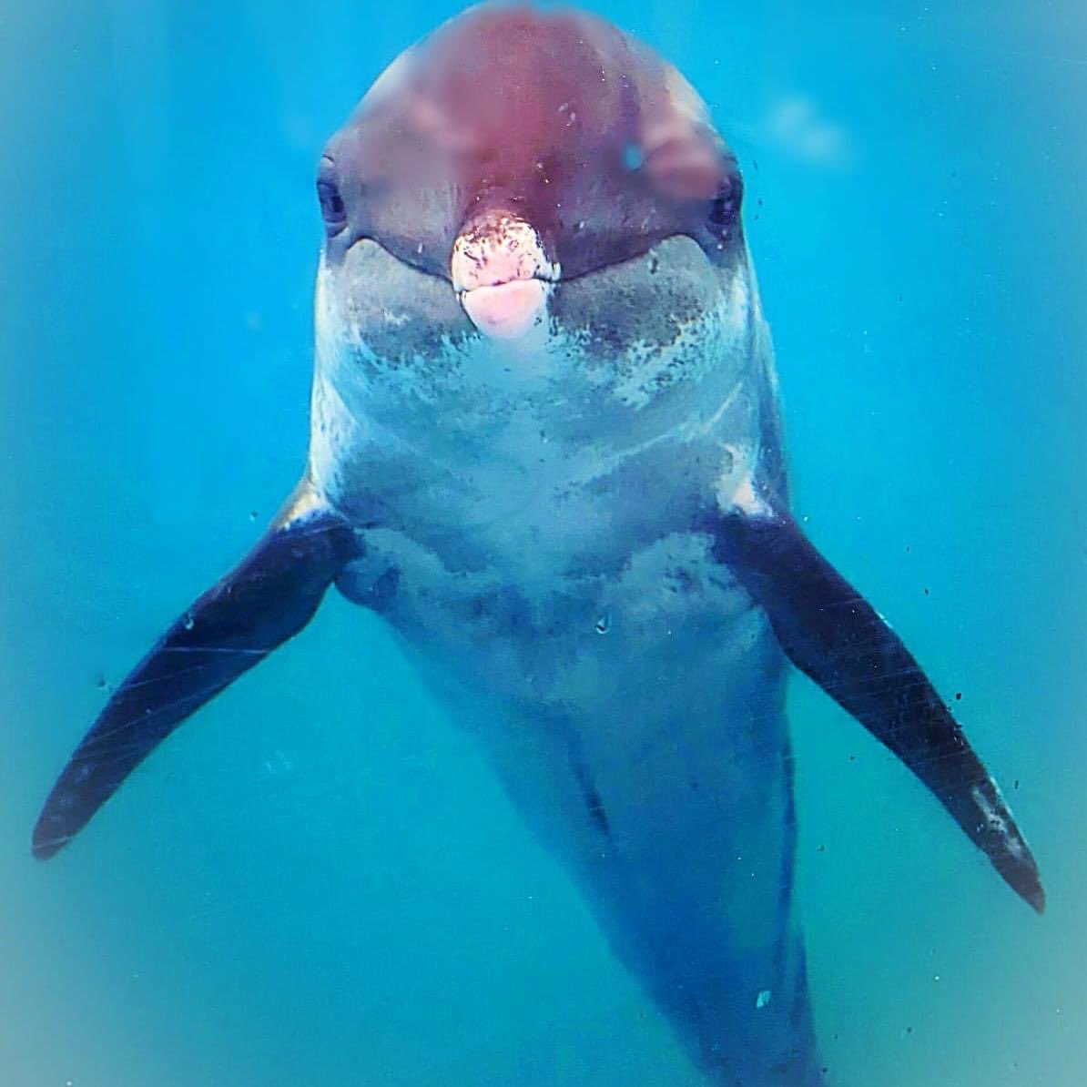 gulfworldPCB's tweet photo. Today is #WorldWildlifeDay and these beauties are encouraging you to do something great for the animals with whom we share this planet today!

Proud of what you've done? Tell us about it here! https://t.co/Oc54aWLwGW