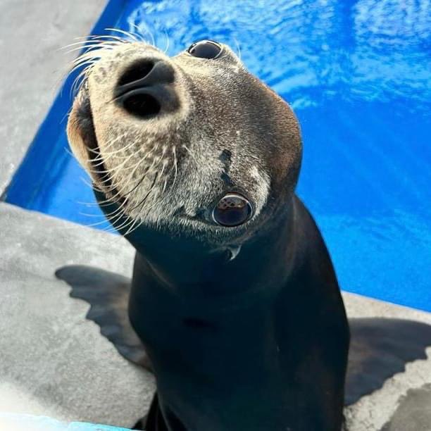 gulfworldPCB's tweet photo. Today is #WorldWildlifeDay and these beauties are encouraging you to do something great for the animals with whom we share this planet today!

Proud of what you've done? Tell us about it here! https://t.co/Oc54aWLwGW