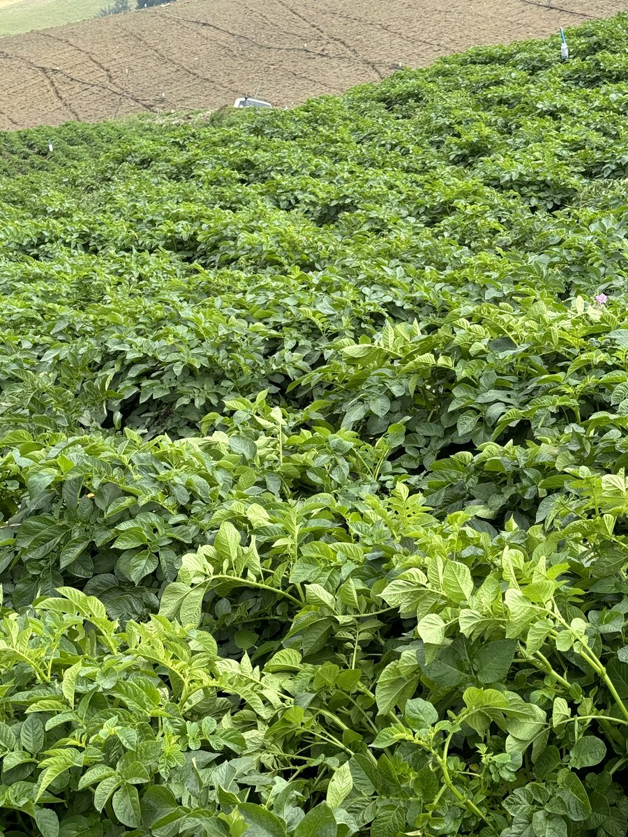 rjrmtoros's tweet photo. Bolsa agrícola de La Grita 04/03/2024 Papa granola 50$, Papa única 43$, cebolla 20$, zanahoria a 60mil COP, en sacos de 60 kilos a puerta de la finca. #tercosdelcampo #bolsaagricoladelagrita https://t.co/xU7TOnkFYD