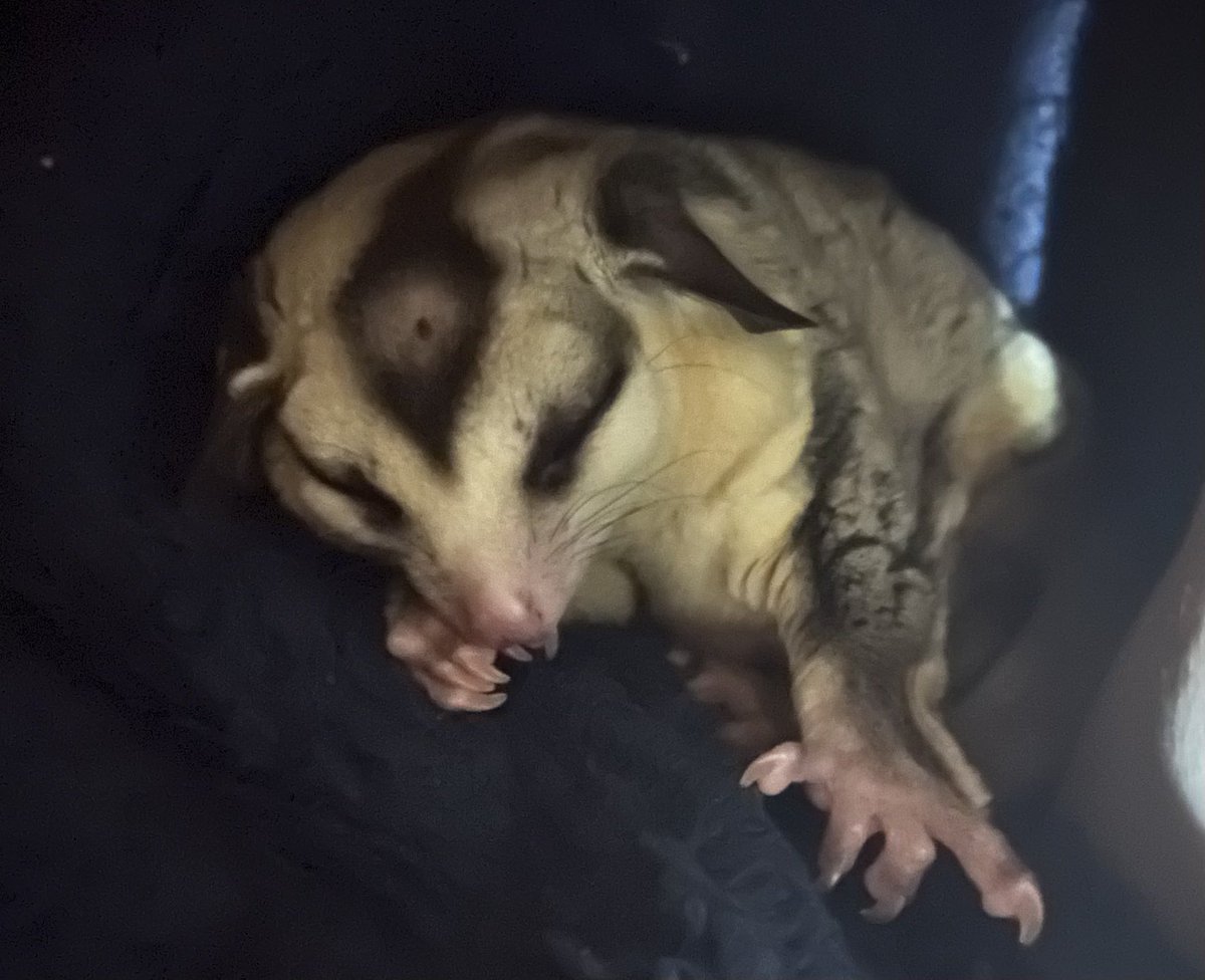 眠たい

#フクロモモンガ 
#フクモモ 
#エキゾチックアニマル
#sugarglider