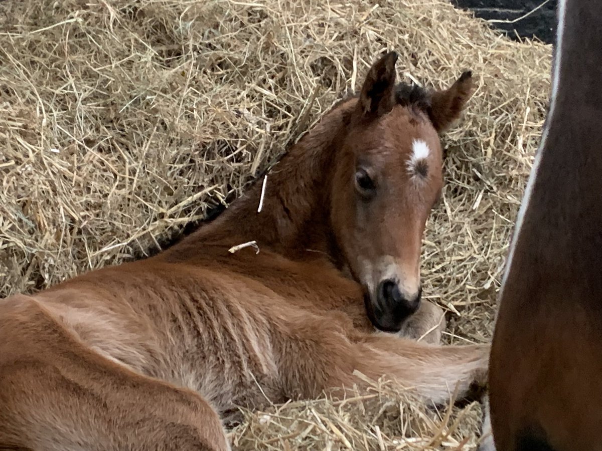 A few foal pics from this week…