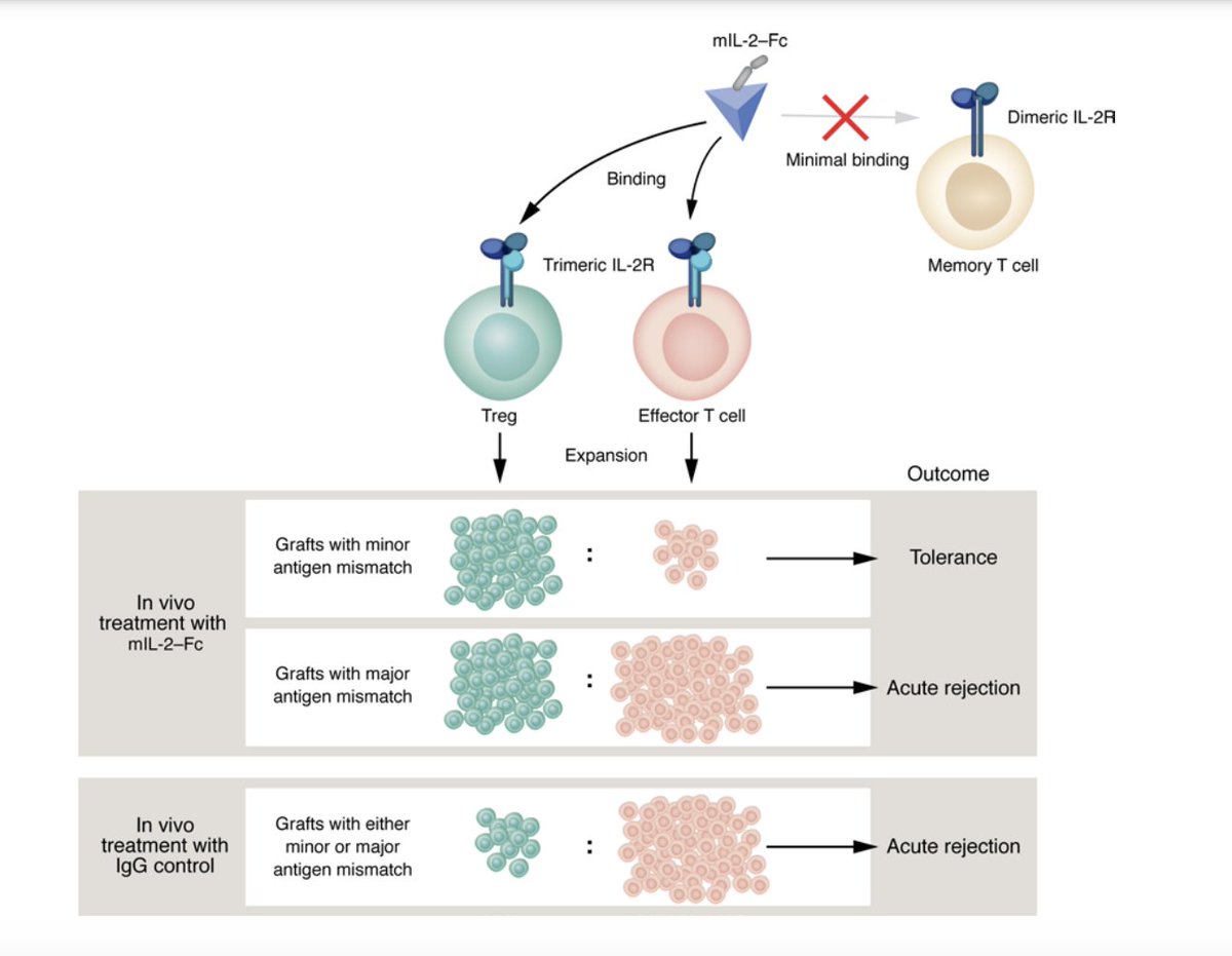 A humanized IL-2 mutein expands Tregs and prolongs transplant survival in preclinical models jci.org/articles/view/… <a href="/LVRiella/">Leonardo V. Riella</a>