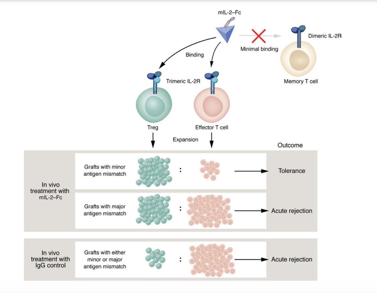 A humanized IL-2 mutein expands Tregs and prolongs transplant survival in preclinical models jci.org/articles/view/… @LVRiella