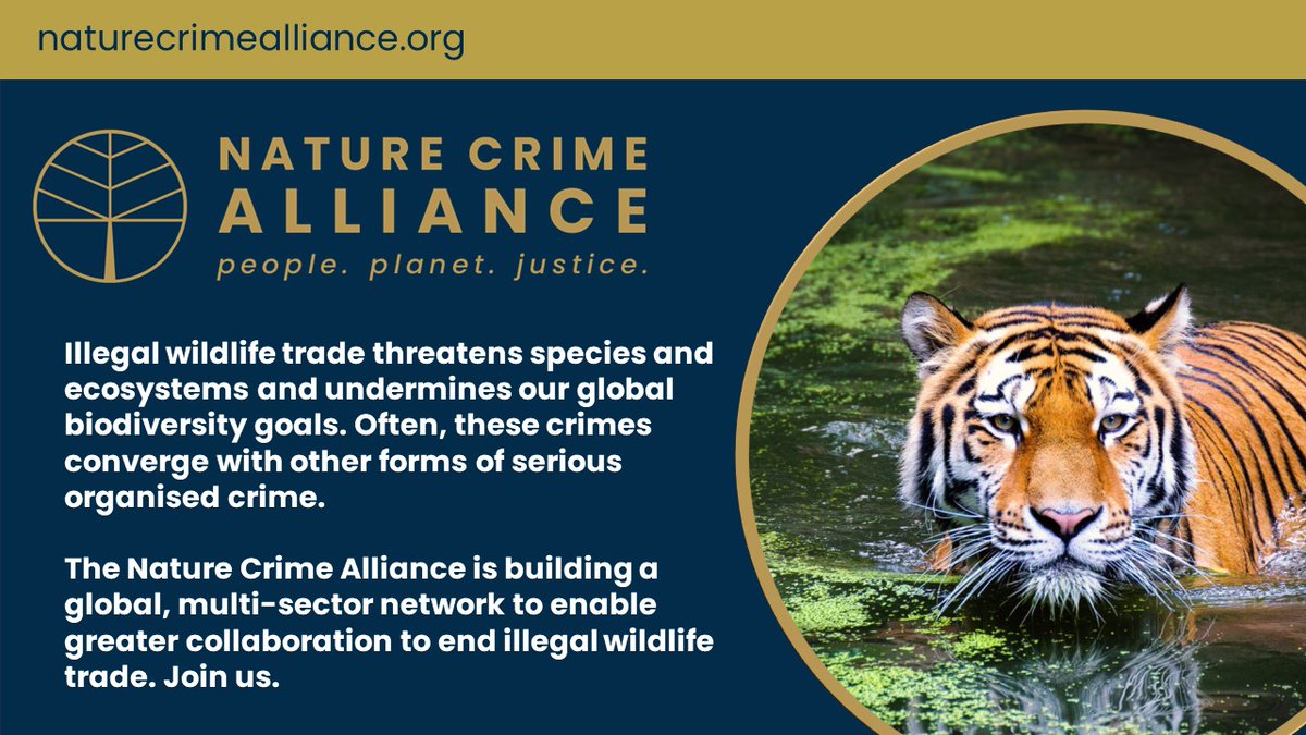 Illegal #wildlife trade threatens species and ecosystems and undermines our global #biodiversity goals On #WorldWildlifeDay, we recognise the scale of the challenge posed by #wildlifecrime, but are emboldened by actors around the world who are achieving success in this fight