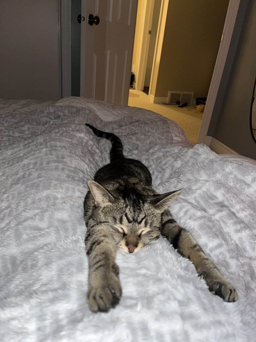 TheQueenLiz__'s tweet photo. Darla likes the heated blanket lol https://t.co/K548E3yQXm