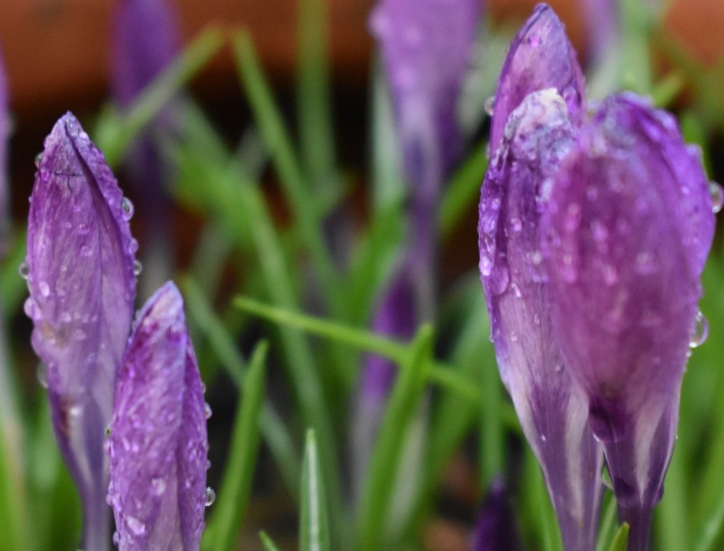 LizMPhoto's tweet photo. Pretty spring flowers #azaelea #flowers #spring #raindrops #springflowers @ThePhotoHour @GWmag @The_RHS @BBCDevon @rankinphoto https://t.co/GY8PDbwC9K