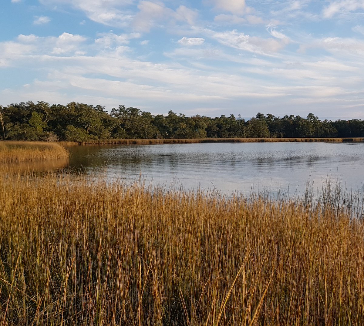 Today is the last day to apply to this Postbacc (closes at 11:59 p.m. EST). 👩‍🔬👨‍🔬🔬 Join to do cool science @LSU_BioSci, learn about the Gulf coast, explore swamps and marshes. And definitely live the Louisiana culture 🎭 🦐 📿 🥳 linktr.ee/evo_lagniappe #NSF #RaMP