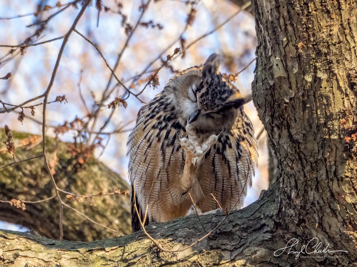 Flaco keeping those talons sharp and clean! I’ll miss going to his memorial this afternoon but I’m thinking of him for Colorado. #Flaco #FlacotheOwl #birdcpp #RIPFlaco