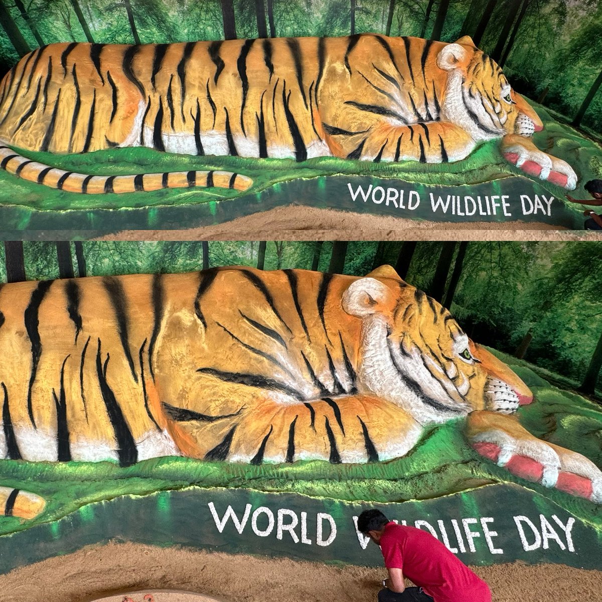 Happy World Wildlife Day! #WWD2024 My awareness SandArt on #WorldWildlifeDay 50ft long #Tiger at #Chandrapur in #Maharashtra ,India . #WorldWildlifeDay2024 @WildlifeDay @ivonnehiguero @mieknathshinde @byadavbjp @incredibleindia