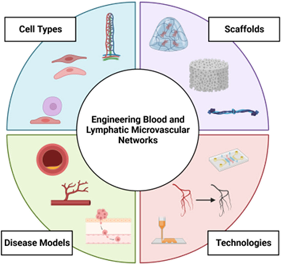 The human blood and lymphatic systems are crucial to maintain physiological function within the human body. This 📑 summarize the current knowledge within the field of vascular tissue engineering focusing on the design of co-culture systems 🔗atherosclerosis-journal.com/article/S0021-… @society_eas