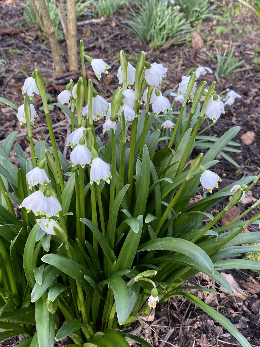 ‘ O Lili Wen Fach, O ble daethost di
A’r gwynt mor arw ac mor oer ei gri’

Snowdrops in Fife
