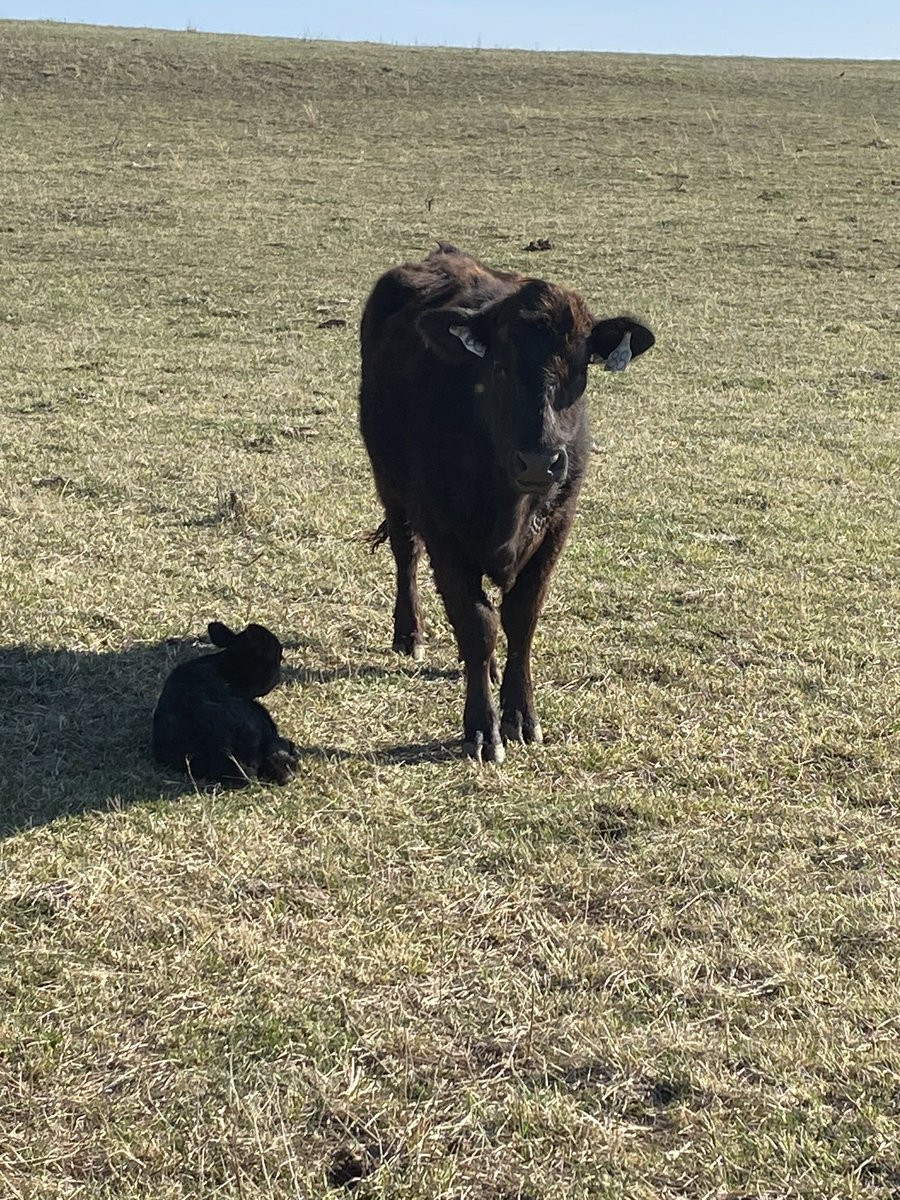 1 down - 40 more to go! @UCentralMO is officially calving!