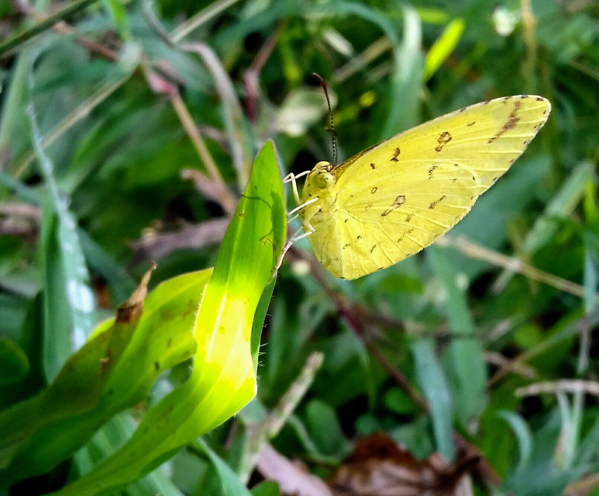 alwrites's tweet photo. Ending the day with a #SundayYellow #sundayvibes #wildlifeday #biodiversity #IndiAv https://t.co/PlCDyJVRnH