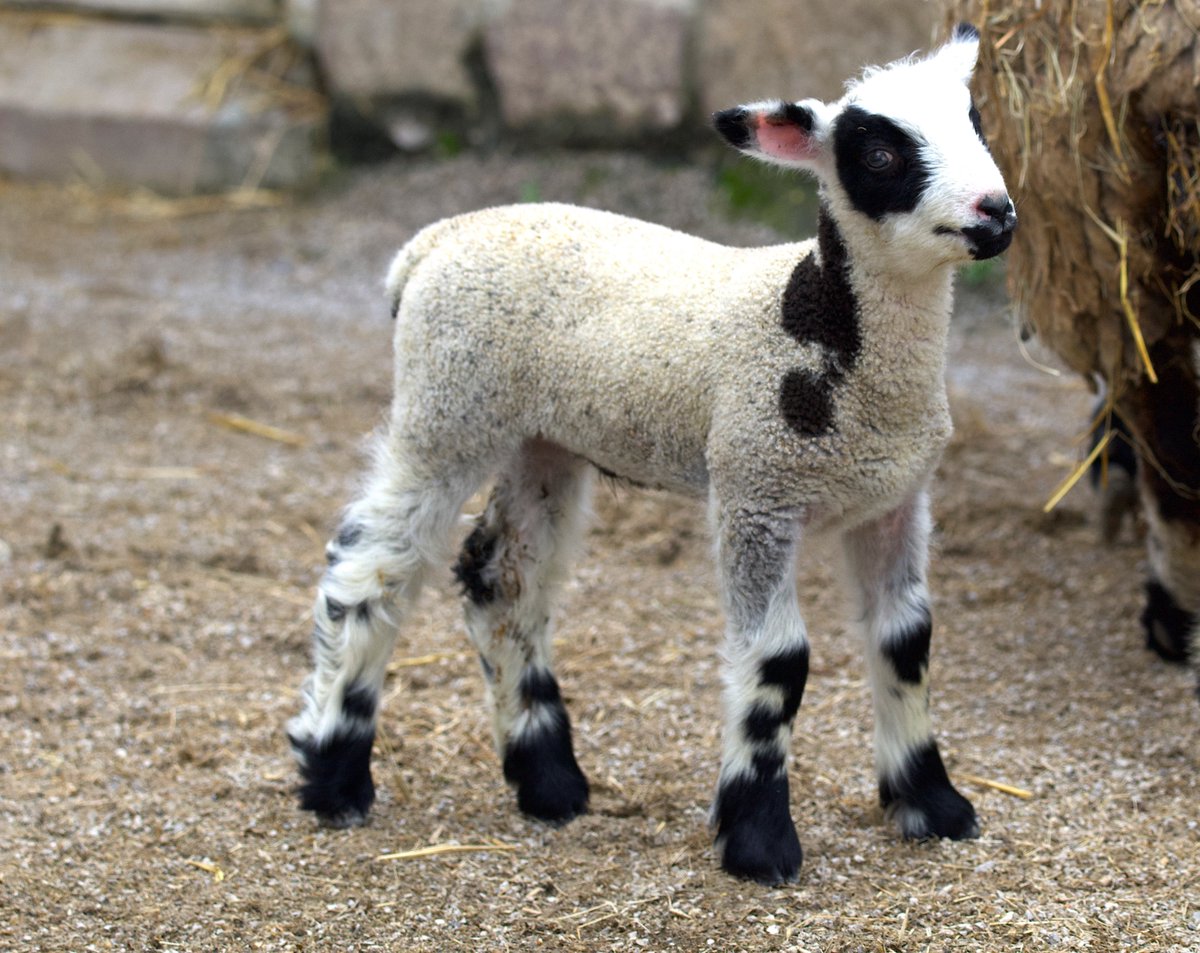 MemphisZoo's tweet image. Loki 🖤