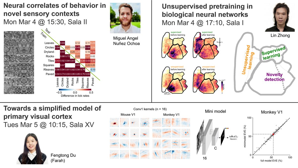 Check out our lab’s recent work on visual learning and representations at the #cosyne24 #cosyne2024 workshops: