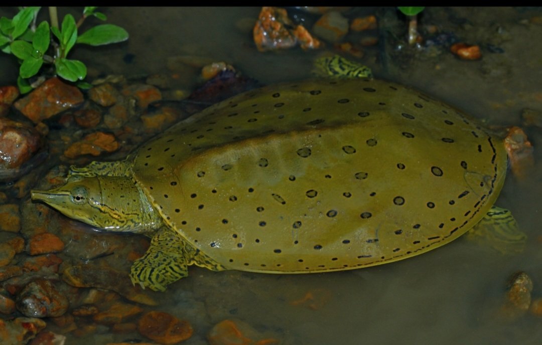 Softshell turtles are what happens when a turtle tries to animorph into a frog but gets stuck halfway