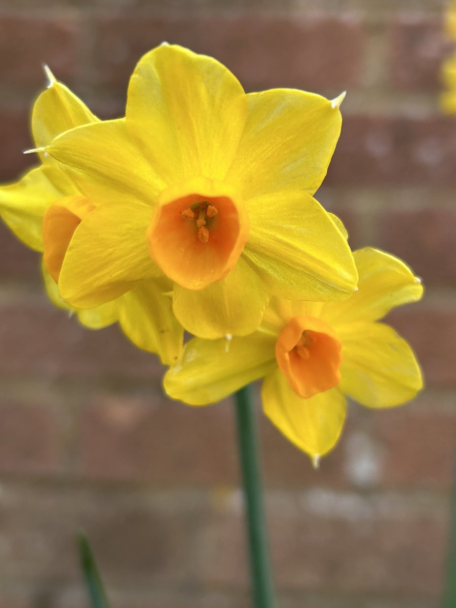 Lovely and springlike in the garden today. Seeds sown..plenty to do! Just need my pesky shoulder to improve!!