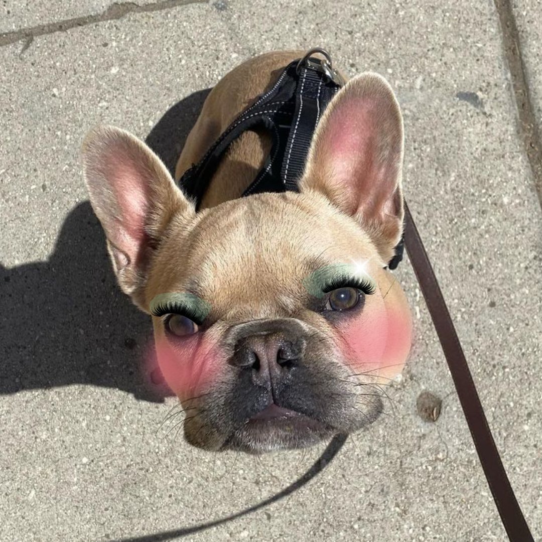 The only animal testing we do here 🐶 Kim's baby Butter looking cute in a full KCCB makeover! KimChi Chic Beauty is and forever will be cruelty-free! 🐰 Shop these goodies to look as snatched as Butter! kimchichicbeauty.com