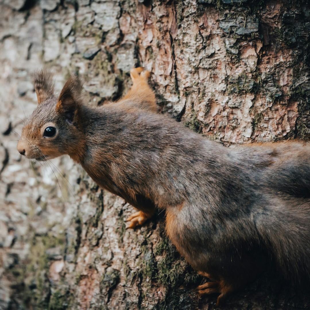 Happy #WorldWildlifeDay 🐴🐏🐿️ 

 The #CoastToCoast is the perfect place to spot all kinds of wonderful life...what animals have you encountered on route? 😃