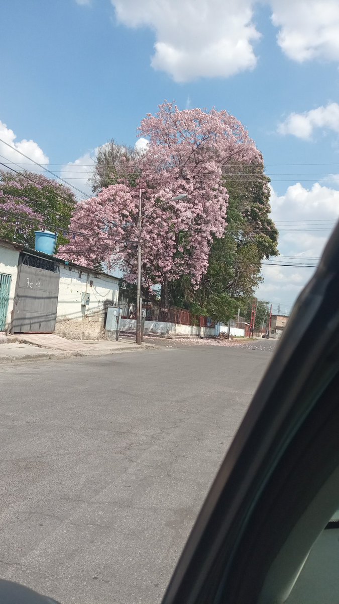 WAHM28's tweet photo. #Maracay
#Apamate
01/03/2024. Parque Edgard Sanabria, Piñonal, Maracay Edo. Aragua. https://t.co/0ebt0GpoGK
